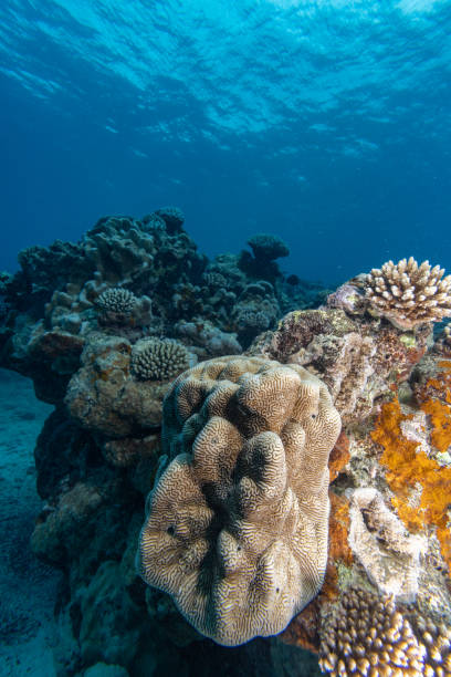 istock Healthy Coral Reef 1721393420