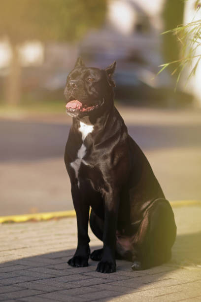 istock Cute black Cane Corso dog with cropped ears and a docked tail posing outdoors sitting on a tiled floor in a city park in summer 1721396021