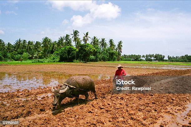 Tradicional De Agricultor Foto de stock y más banco de imágenes de Agricultor - Agricultor, Filipinas, Adulto