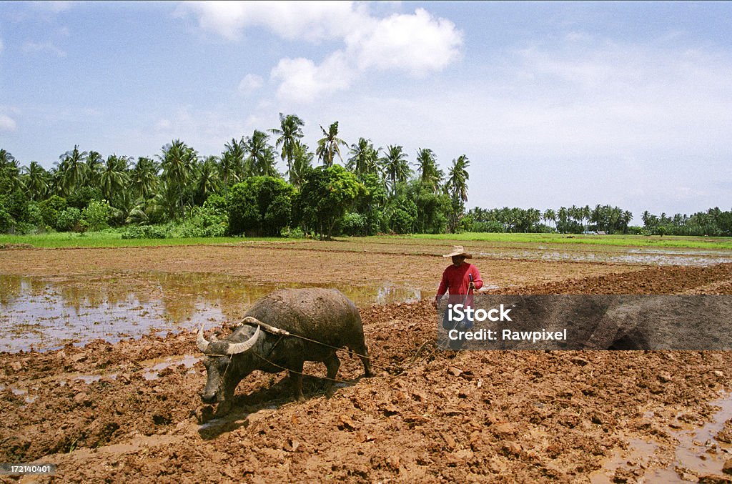 Tradizionale Agricoltore - Foto stock royalty-free di Agricoltore