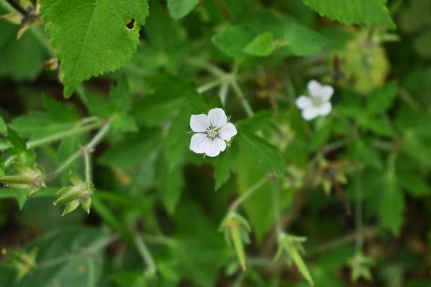 istock Geranium thunbergii flowers. Geraniaceae perennial plants. 1721404486