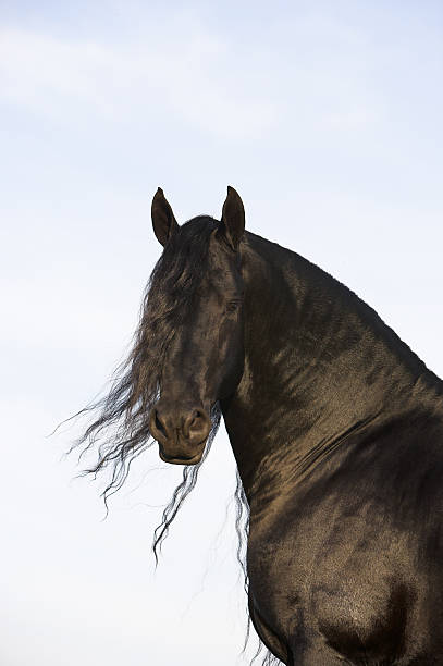 Black Stallion Horse stock photo
