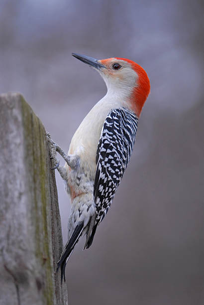 Red Bellied Woodpecker stock photo