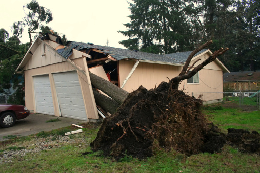 A tree fell through the middle of a house. No one was hurt.