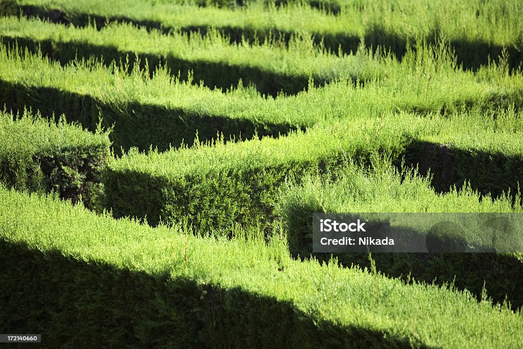 Labirinto - Royalty-free Cor verde Foto de stock