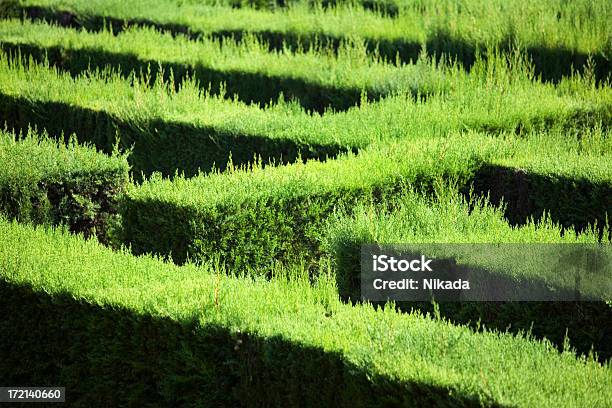 Labirinto - Fotografias de stock e mais imagens de Cor verde - Cor verde, Fila - Arranjo, Flora