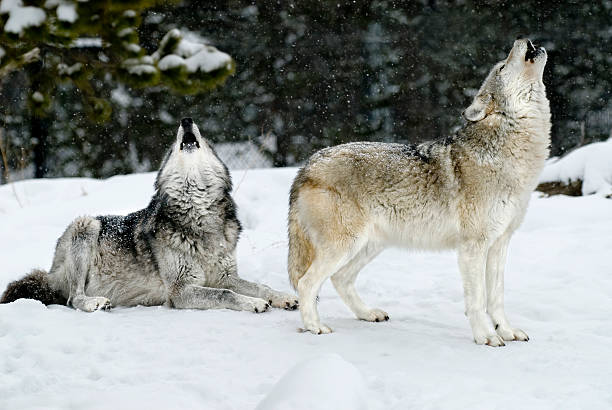 dos wolves howling durante una tormenta de nieve - aullido fotografías e imágenes de stock