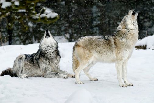 A pair of wolves photographed, both howling with mouths open and snow falling around - a beautiful scene captured with snow covered trees surrounding the pair. Photographed in the winter their coats are full and this landscaped positioned image provides an excellent example of a classic wolf behavior posture.