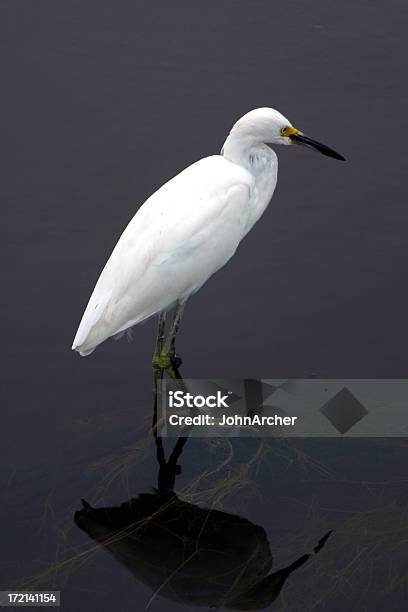 Snowy Egret - zdjęcia stockowe i więcej obrazów Biały - Biały, Brzeg wody, Burza śnieżna