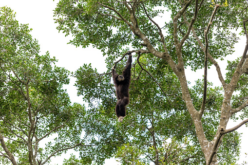 White-handed Gibbon hanging on tree branch