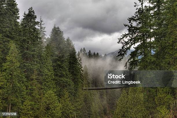 Puente Colgante De Capilano Foto de stock y más banco de imágenes de Puente colgante de Capilano - Puente colgante de Capilano, Río, Abeto