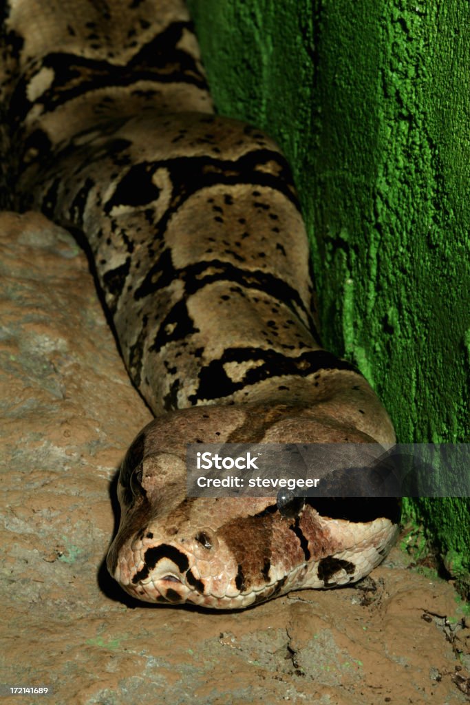 Boa Constrictor - Lizenzfrei Amazonien Stock-Foto