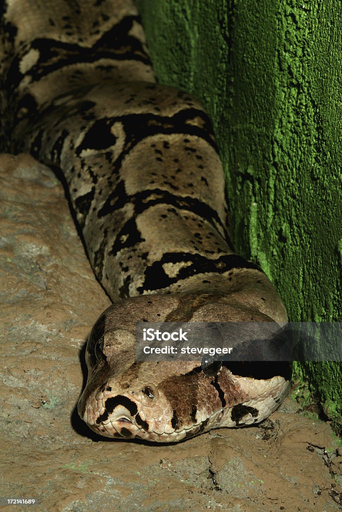보아뱀 - 로열티 프리 0명 스톡 사진
