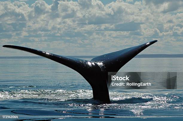 Baleia Rabo Ii - Fotografias de stock e mais imagens de Baleia - Baleia, Barbatana caudal, Rabo