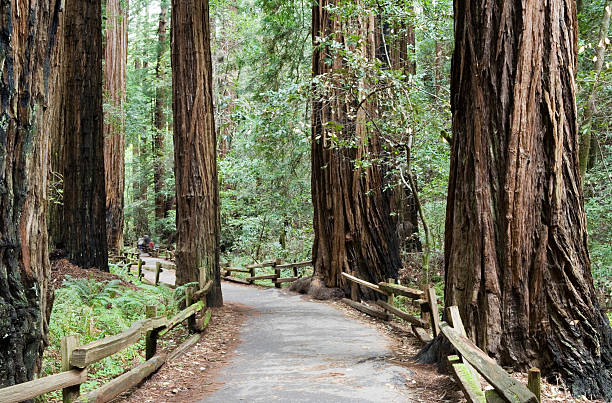 istock Path through Giant Redwood Forest, Muir Woods, California 172142134