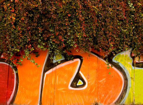 illegal graffiti on a concrete wall overgrown with ivy.