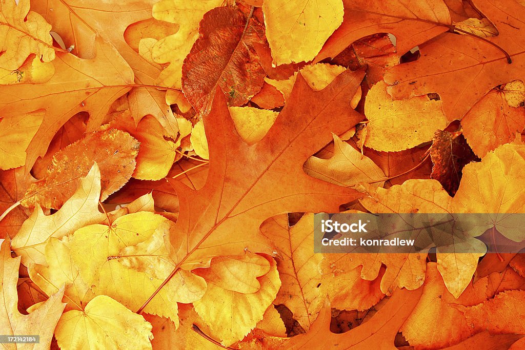 Hojas de otoño color - Foto de stock de Amarillo - Color libre de derechos
