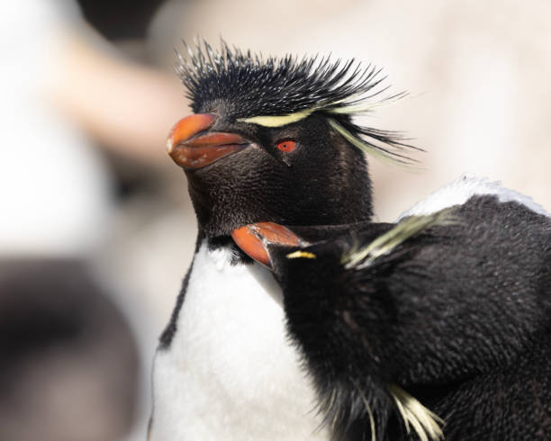 Southern Rockhopper Penguin, Eudyptes chrysocome, Falkland Islands stock photo