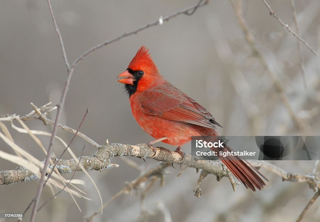 Maschio Cardinale - Foto stock royalty-free di Cardinale - Uccello