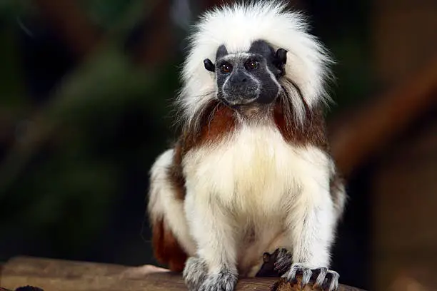 cute little cotton top tamarin monkey