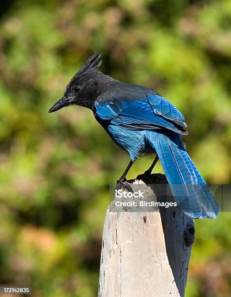 Foto de Pigargodesteller Jay e mais fotos de stock de Animal - Animal, Cyanocitta Stelleri, Fauna Silvestre