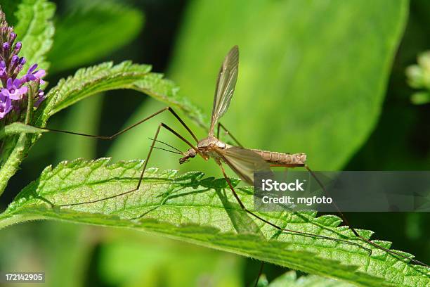 Komarnica - zdjęcia stockowe i więcej obrazów Komarnica - Komarnica, Komar, Liść