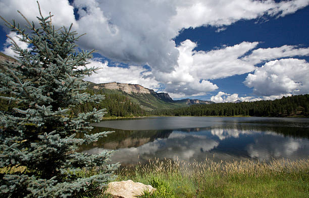 lake in San Juan Mountains, Colorado taken mid morning before cloud cover over developed and rain set in. near durango picea pungens stock pictures, royalty-free photos & images