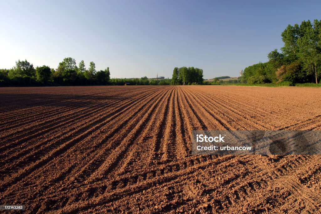 Soirée field - Photo de Agriculture libre de droits