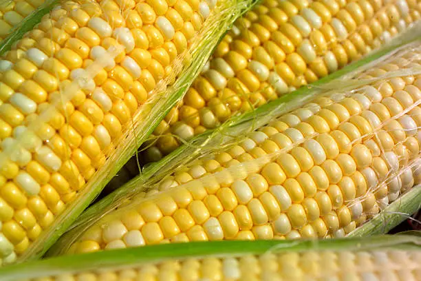 a closeup of corn on the cob
