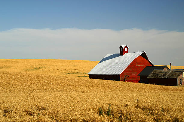 Red barn in yellow wheat field "Same barn as an earlier photo in my collection, in wheat field.I would love to hear how this image is used. Thank you.Check out more farmland and rural images here:" red barn house stock pictures, royalty-free photos & images