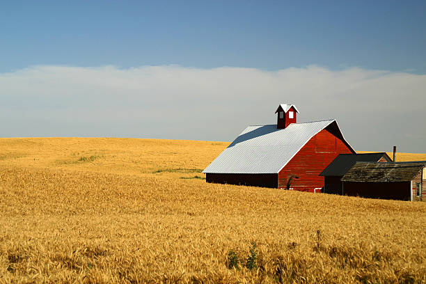 Vermelho Celeiro no campo de trigo amarelo - fotografia de stock