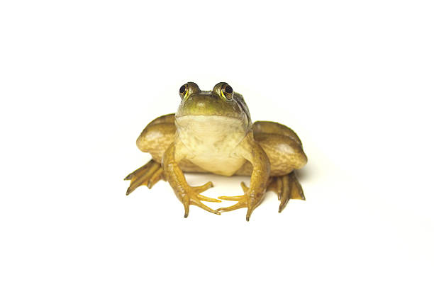 grenouille sur blanc - bullfrog frog amphibian wildlife photos et images de collection