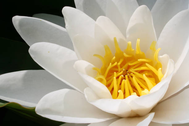istock Water lily in June 172143510