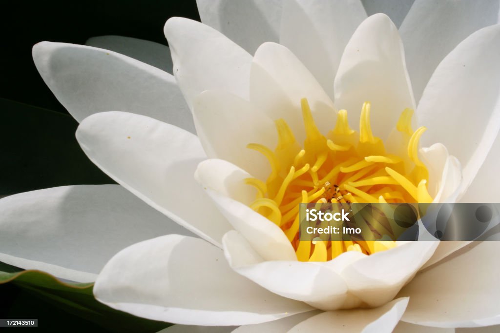 Seerose im Juni - Foto de stock de Amarelo royalty-free