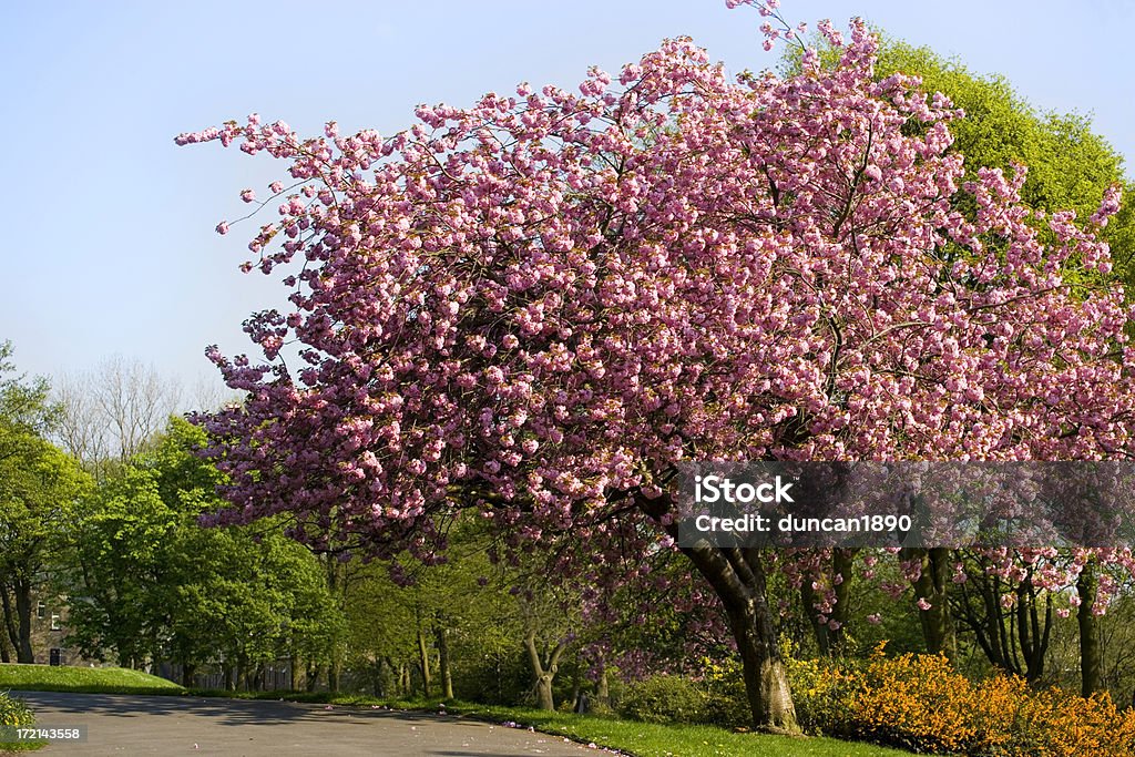 Fiorente albero - Foto stock royalty-free di Halifax - Inghilterra