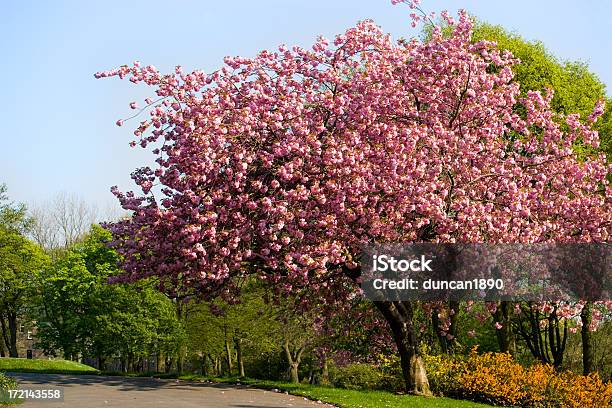 개화 트리 핼리팩스-잉글랜드에 대한 스톡 사진 및 기타 이미지 - 핼리팩스-잉글랜드, 공원, 나무