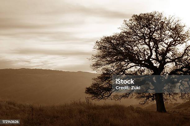 Albero Di Contrasto In Seppia - Fotografie stock e altre immagini di Albero - Albero, Albero solitario, Albero spoglio