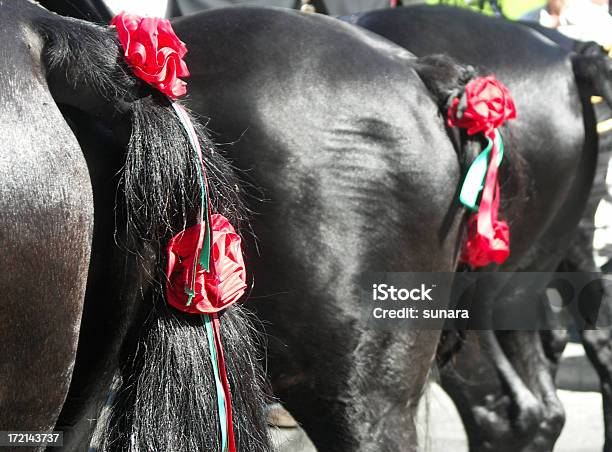 Фалды С Лентами И Роз — стоковые фотографии и другие картинки Лошадь - Лошадь, Роза, Андалусия