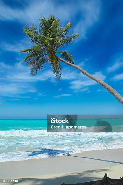 Tropical White Sand Beach With Coconut Trees And Turquoise Waters Stock Photo - Download Image Now