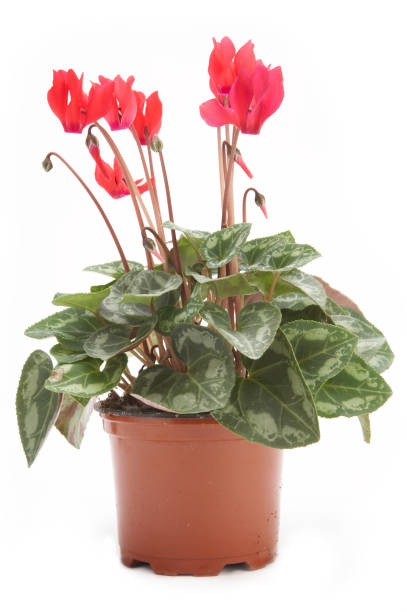 istock Cyclamen in flowerpot 172143832