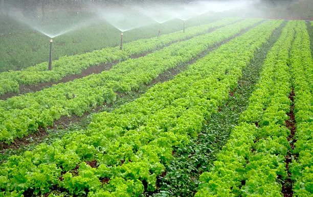 "A green vegetable garden being irrigated.Please, see more pictures on my lightbox foods and beverages"