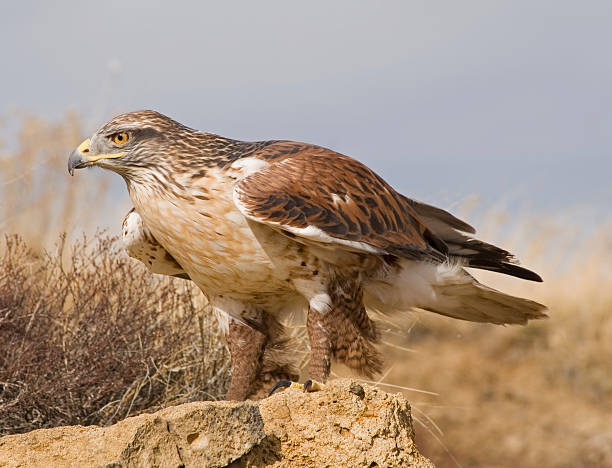 istock Ferruginous Hawk in the Prairie 172143911