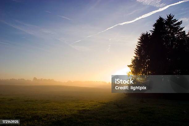 Foggy Sunrise With Tree Stock Photo - Download Image Now - Autumn, Coniferous Tree, Environment