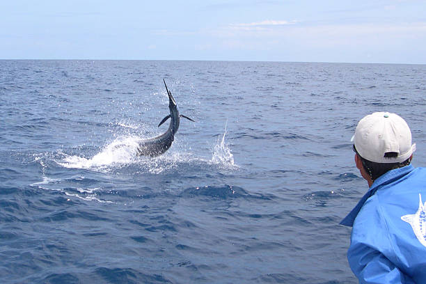 Sailfish auf – Foto