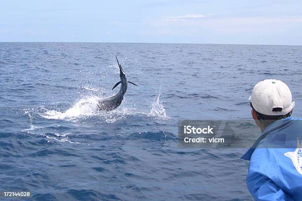 Foto de Agulhão Vela Em e mais fotos de stock de Agulhão Vela - Agulhão Vela, Competição, Pescaria