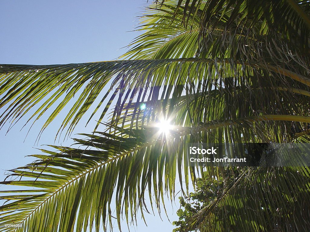 Sonnenlicht durch die Palmen - Lizenzfrei Alles hinter sich lassen Stock-Foto