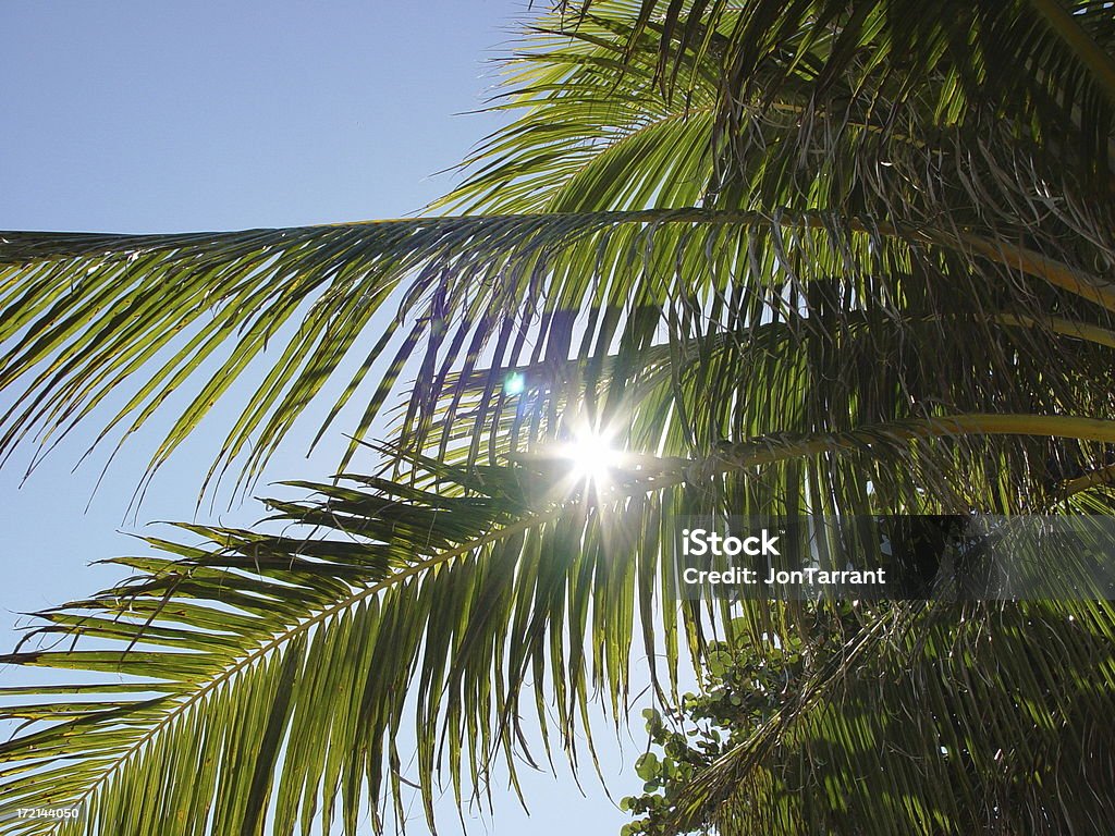 La lumière du soleil à travers les palmiers - Photo de Arbre libre de droits