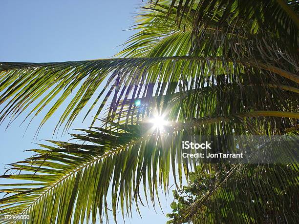 太陽の光からヤシの木 - まぶしいのストックフォトや画像を多数ご用意 - まぶしい, イルミネーション, カリブ海文化