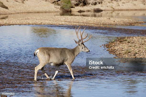숫나사 디어 사슴에 대한 스톡 사진 및 기타 이미지 - 사슴, 캘리포니아, 강