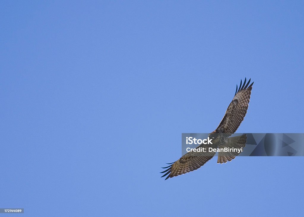Immature Red Tailed Hawk in Soaring Flight An immature Red Tailed Hawk in soaring flight with wings extended Alertness Stock Photo
